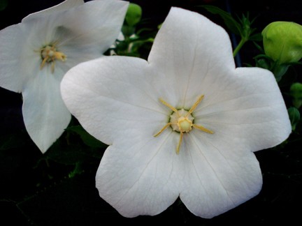 Star White Star Bright