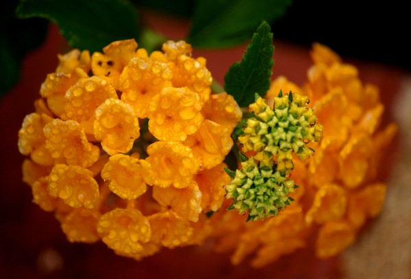 Lantana Bush