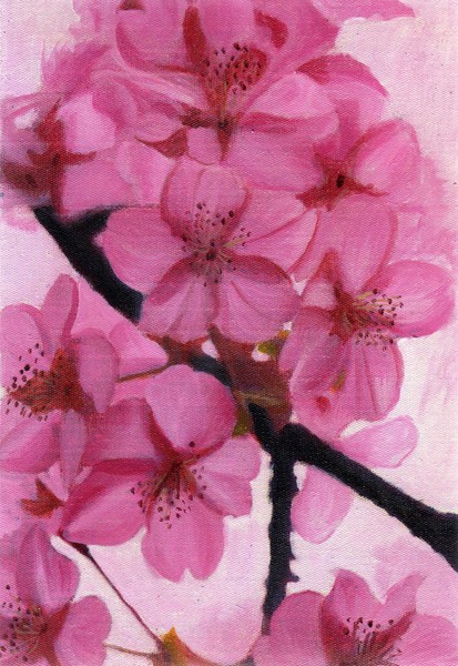 cherry blossom