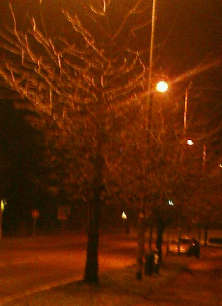 street of trees