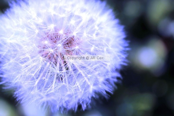 Dandelion