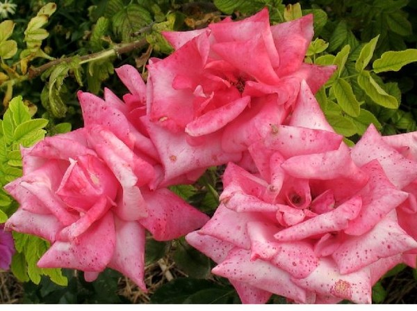 Triplets in Pink