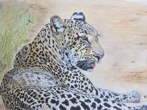 A posing Leopard