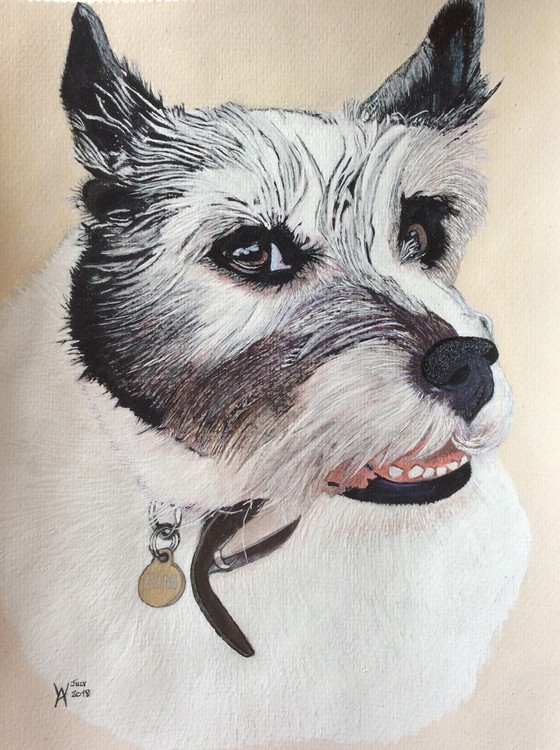 Kim a Jack Russell/collie cross for a friend.