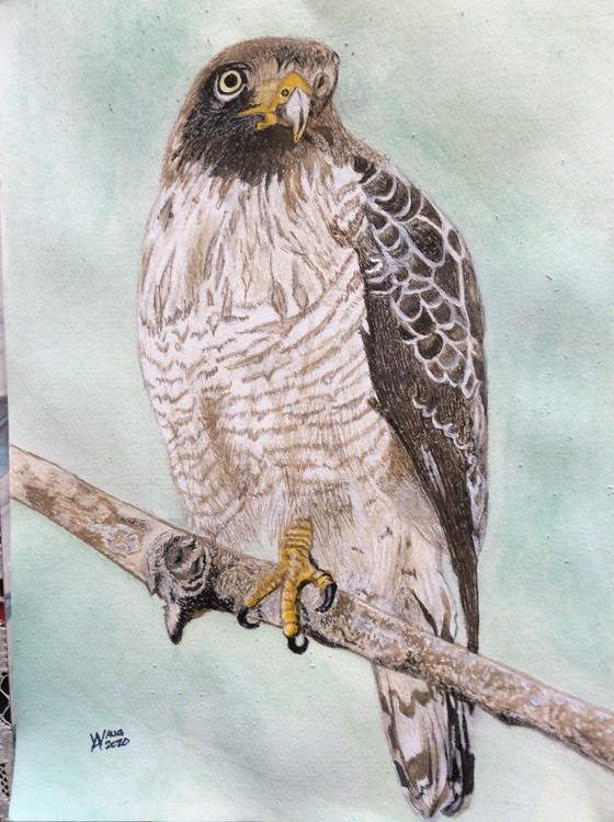 An observant Hawk