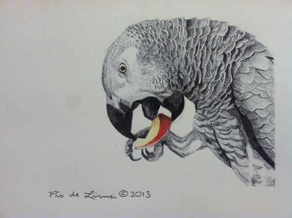 African Grey Parrot (Original Artwork Sold)