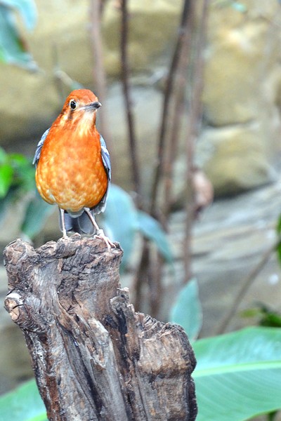 London 23June to 1st July2011BIRD