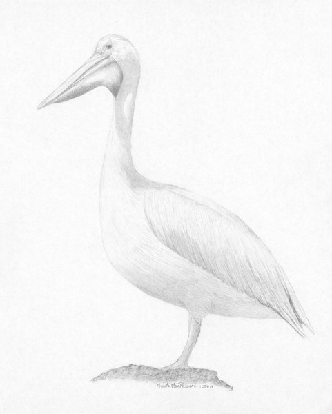 American White Pelican
