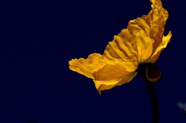 Yellow Poppy