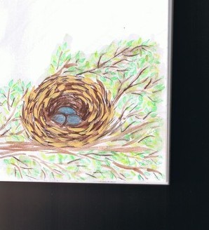 birds nest