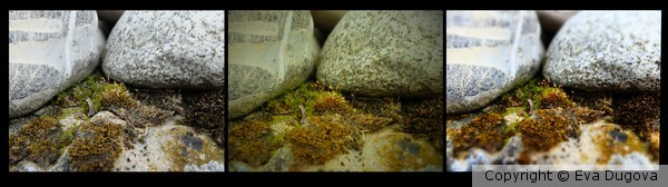 Mikri xora/ small land