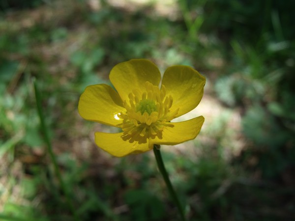 Build me up Buttercup