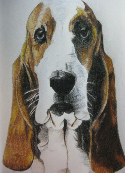 Basset Hound