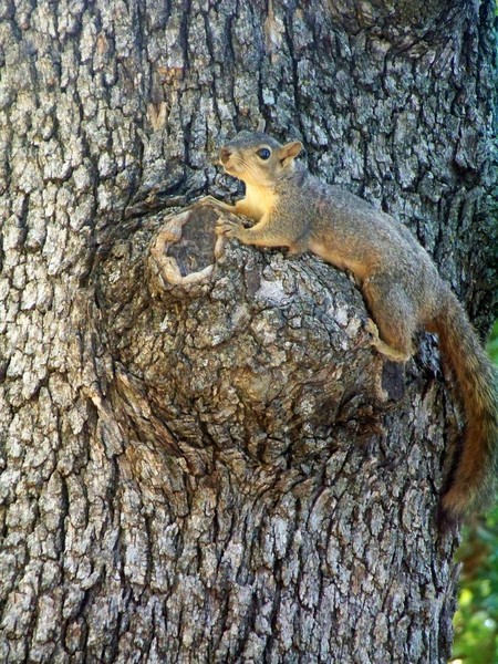 Squirrel