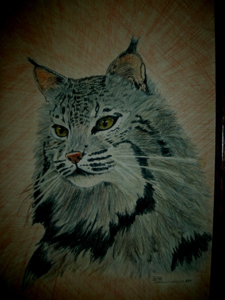 Lynx