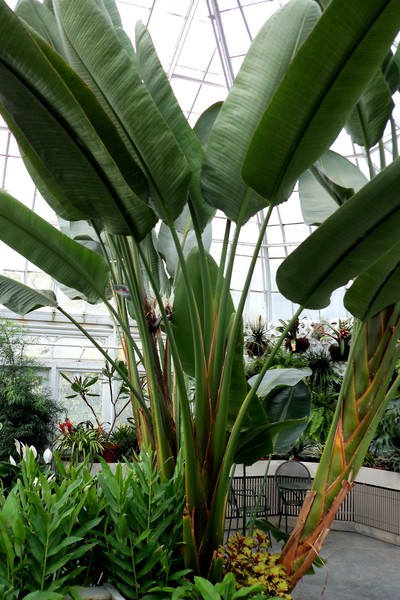 Westmount Park Greenhouse