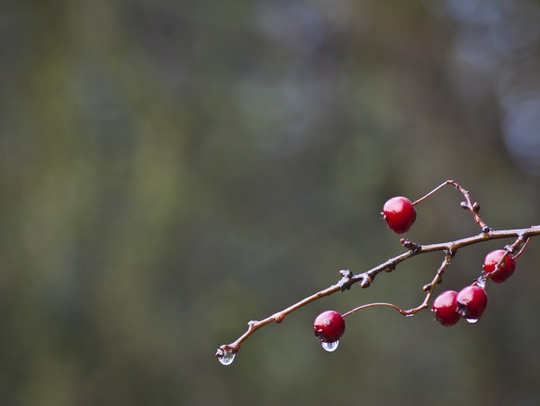 Autumn berries