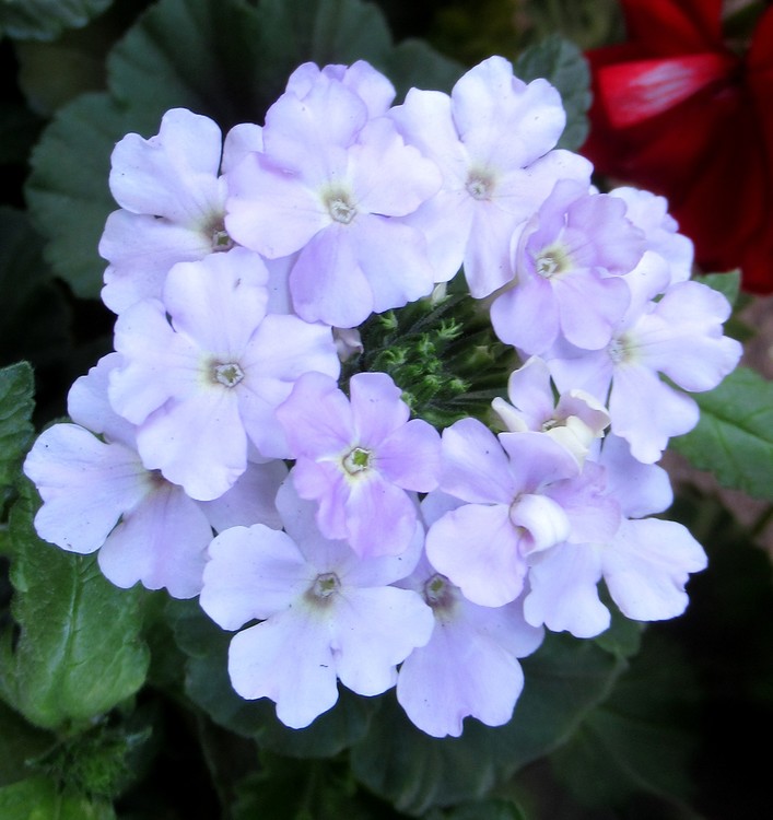 PALE PURPLE VERBENA
