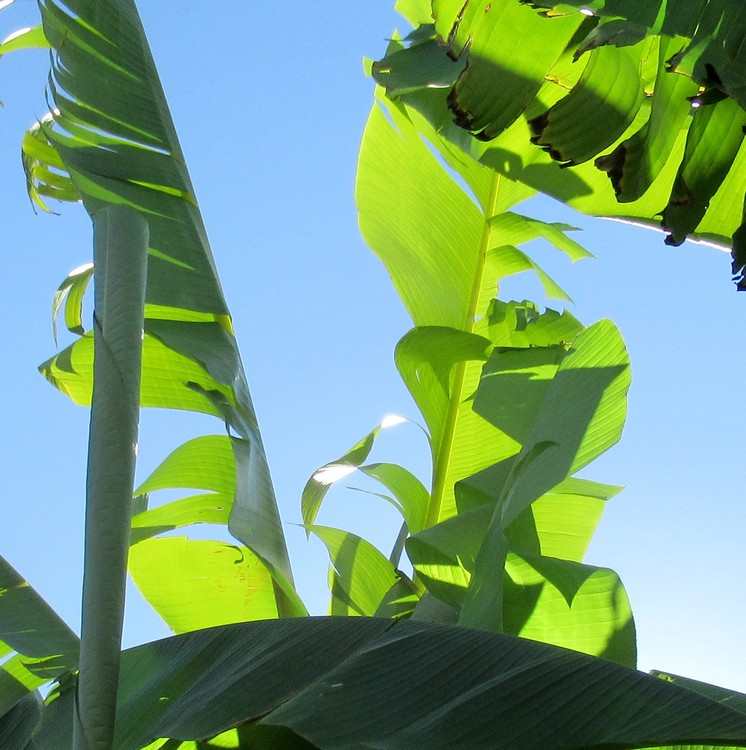 BANANA LEAVES