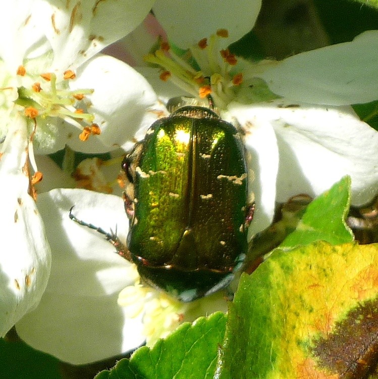 CETONIA AURATA