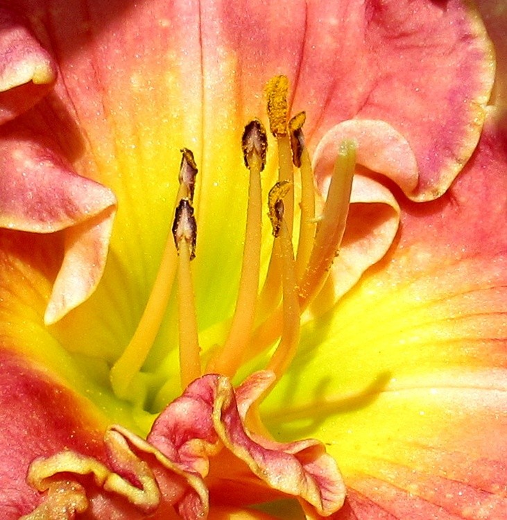 NATURAL ABSTRACT