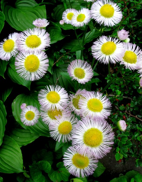 Botanic Flowers #1