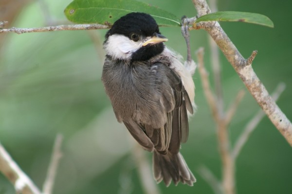Baby Chickadee - 1st. Flight