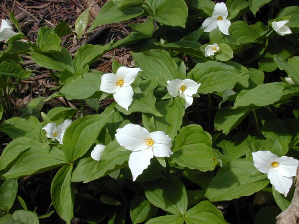 White Trilliums
