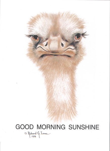 Good Morning Sunshine-Ostich Portrait