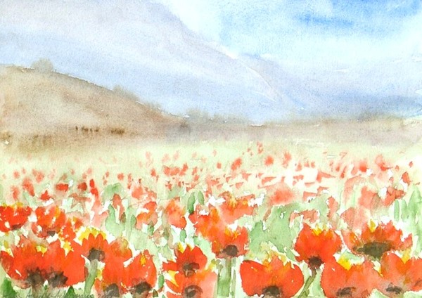 poppy field landscape 695