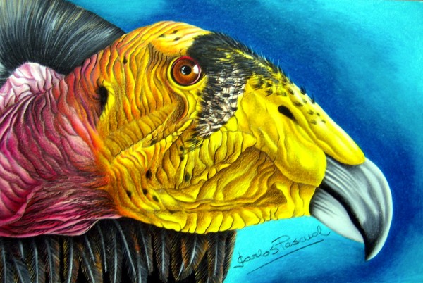 California Condor