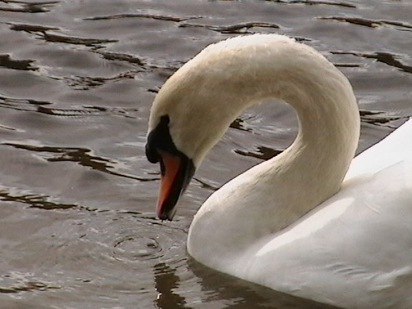 Swan, close-up