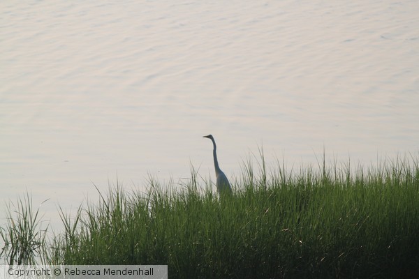 Crane