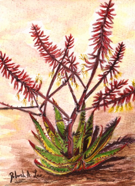 Aloe in Bloom