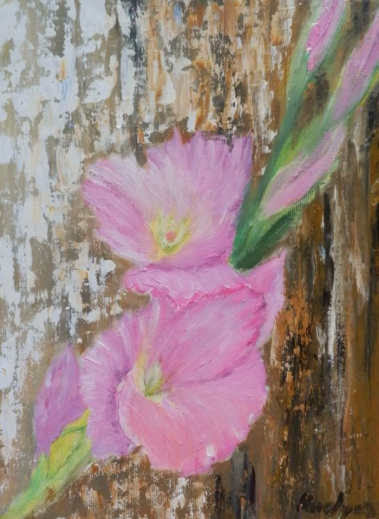 Pink gladiolus