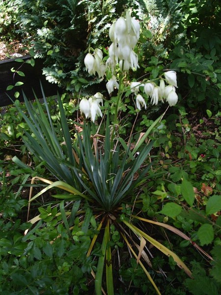 white flower