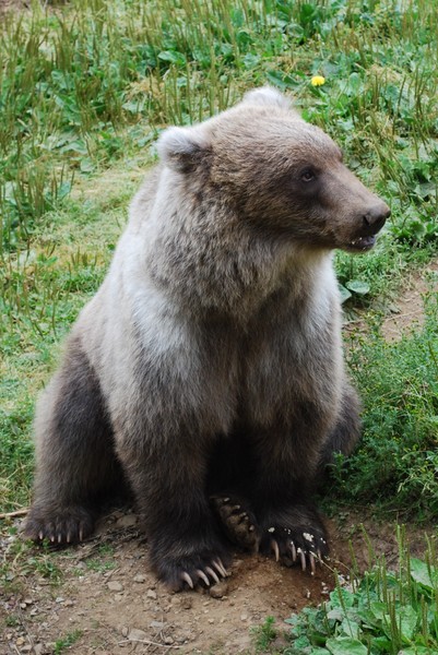 A Grizzly Named Kitty