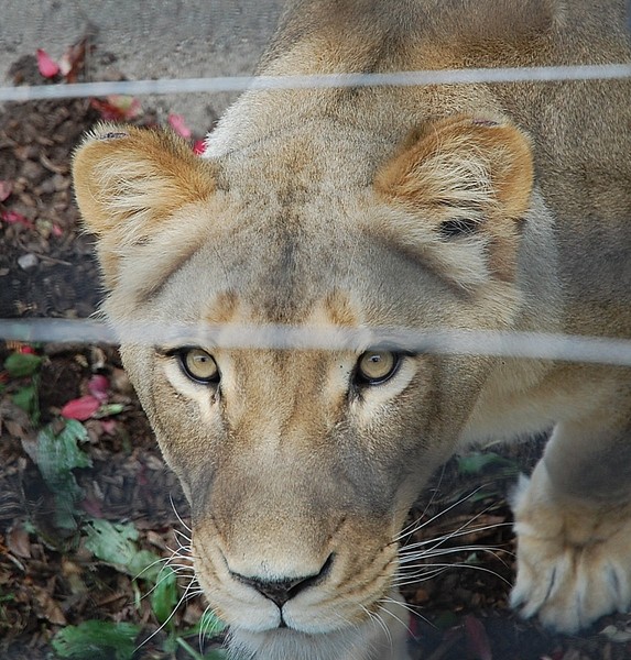 Lioness