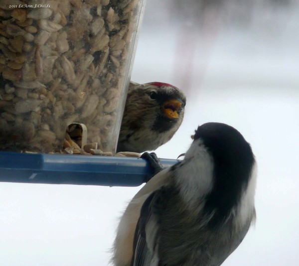 I don't want to share....  (redpoll & chickadee)