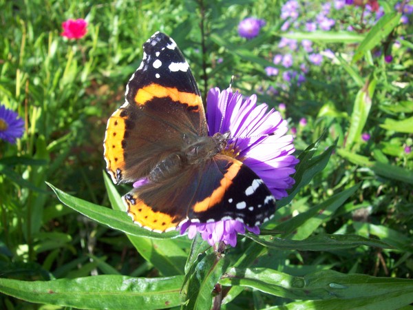 Red Admiral