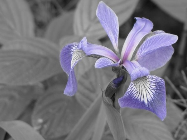 Wild Purple