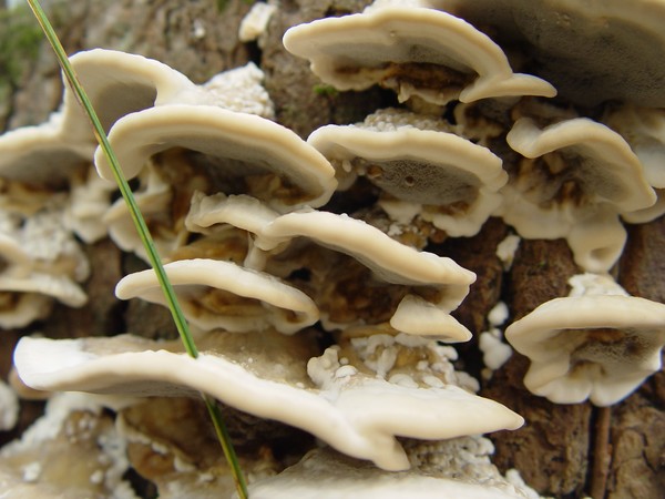 Fungus