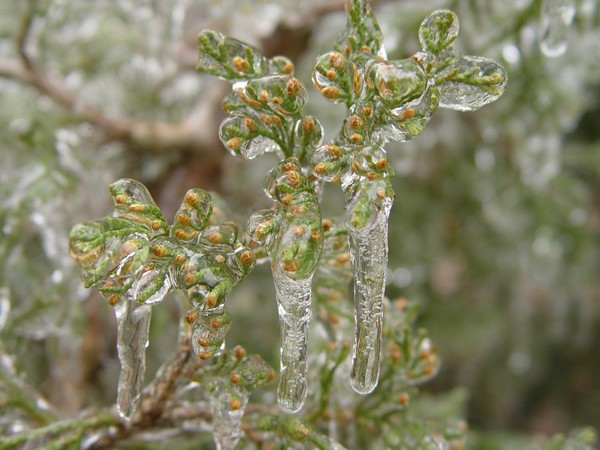 Iced Cedar