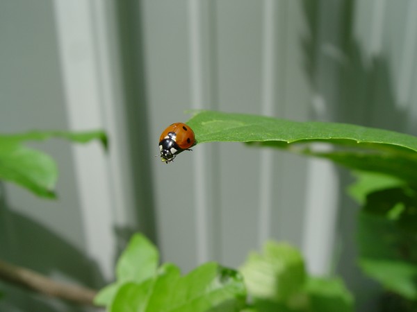 Lady On The Edge.....