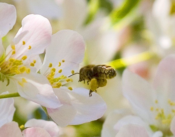 Buisy Little Bee