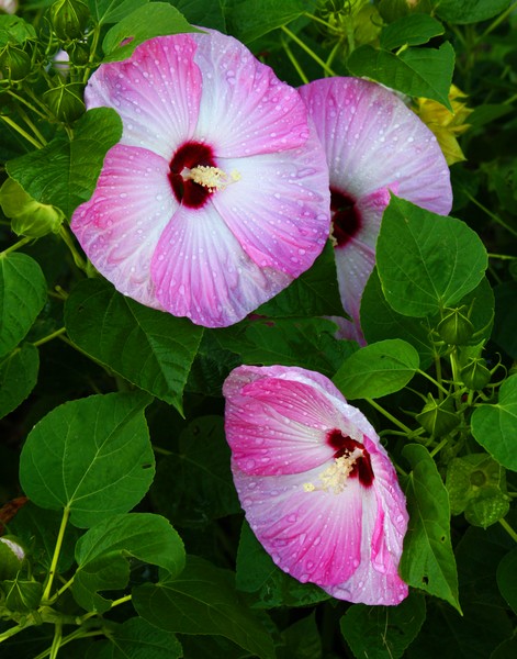 Hibiscus Dew