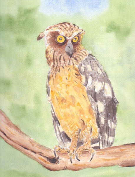 Tropical owl