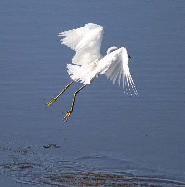 Snowy Egret (Feeding)