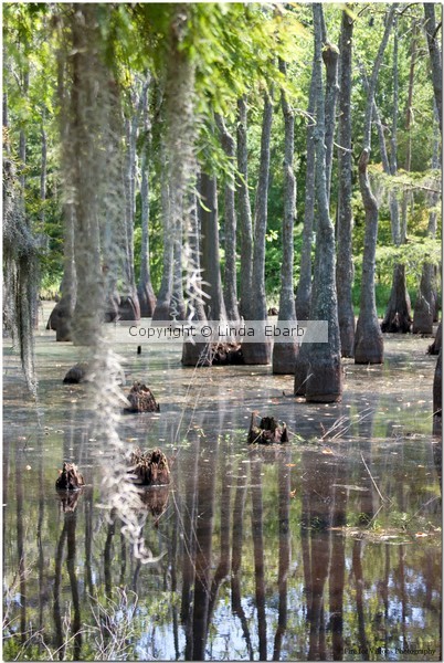 Calcasieu+Swamp+2 975517533 O