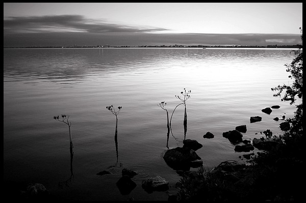 Stark Mangroves